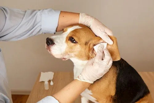 Advanced Ear Barrier Repair Serum