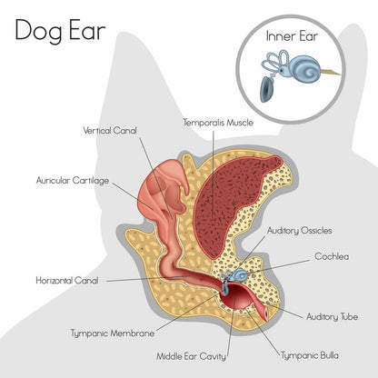 Advanced Ear Barrier Repair Serum