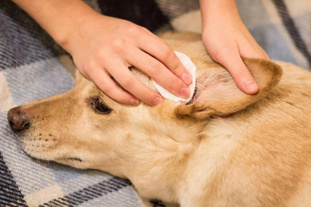 Advanced Ear Barrier Repair Serum